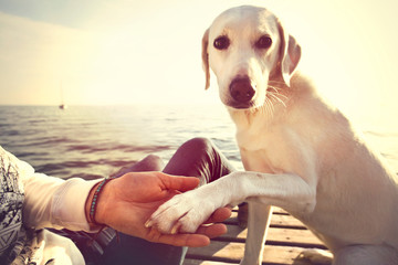 Dog's paw and man's hand gesture of friendship