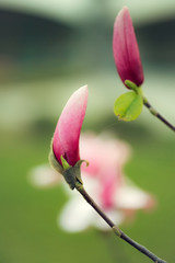 Pink flower bud
