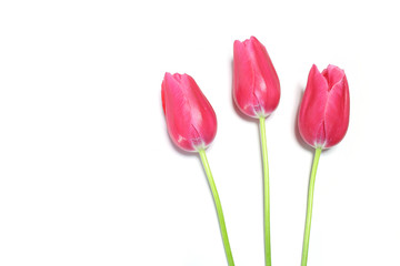 pink tulip flowers in white