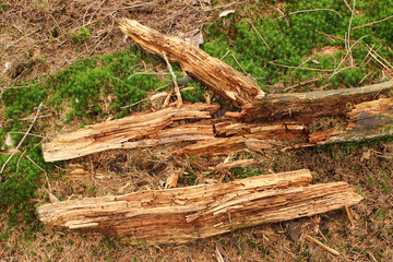 Verrottetes Holz im Wald
