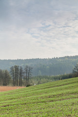 Fototapeta premium Spring fields 