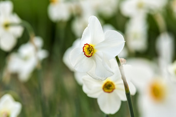 Obraz premium Spring tulips and season flowers