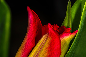 Fresh red tulip close up