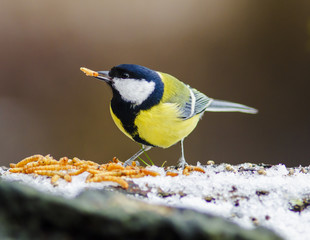 Great tit with mealworms in winter © Bruno T
