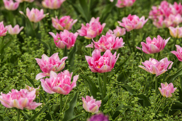 Spring tulips and season flowers