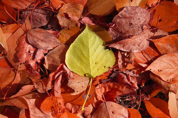 Background fallen, autumn leaves.