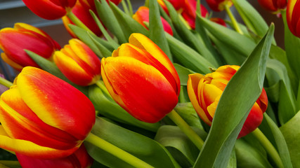 Various Tulips flower in flower shop