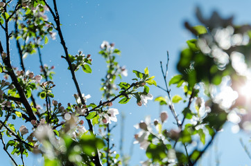 Raindrops falling on branches with flowers and green leaves, nature background, close-up