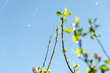 Raindrops falling on branches with green leaves, nature background, close-up