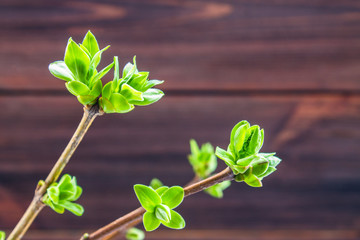 Branches with green leaves on a wooden background
