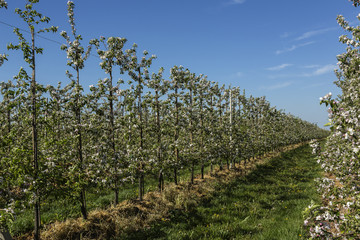 Young apple orchard with bloom trees