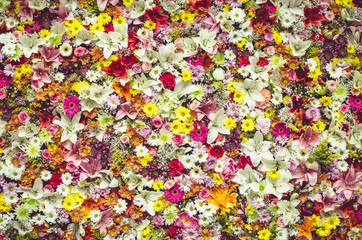 group of colorful flowers