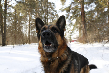German shepherd dog on snow in spring day