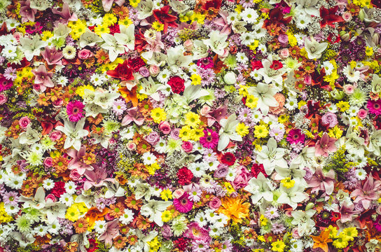 Fototapeta group of colorful flowers