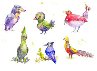 Fantastic birds watercolor set. Tropical fantastic set of multic