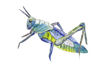 Blue locust illustration. Hand drawn blue locust. Blue grasshopp
