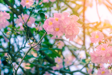Beautiful pink flowers with sunlight, Tabebuia rosea. © Eakkaluk
