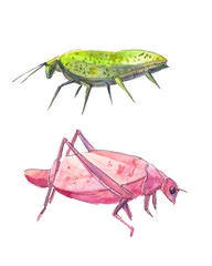 Insects like leaves. Pink and green grasshopper.