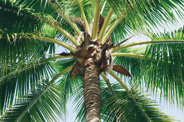 Coconuts palm tree perspective view from floor high up