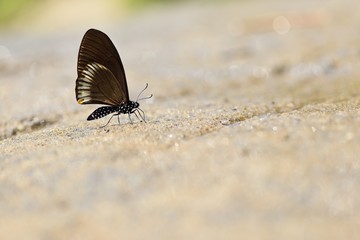 Obraz premium Butterfly