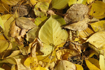 Background image of fallen autumn leaves.