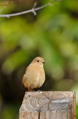 ジョウビタキのメス