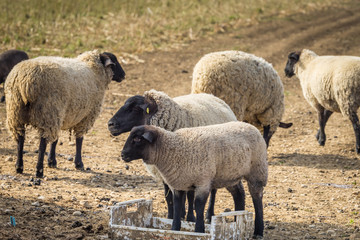 Obraz premium easter lamb with mother sheep