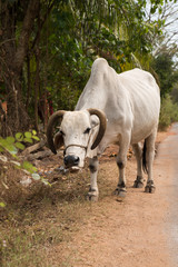 Fototapeta premium White buffalo in Goa, India