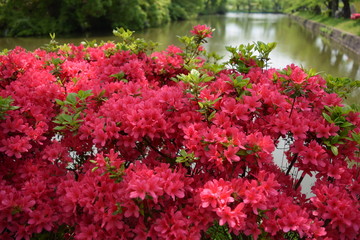 Fototapeta na wymiar ツツジの花／山形県で綺麗な「ツツジの花」を撮影した写真です。