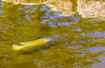 Obraz premium Peixe no lago.