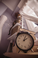 Obraz na płótnie Canvas Cat and daylight