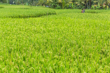 Green rice field at Sunny day.