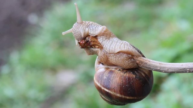 snail hanging on a thin branch and eating it on the green natural blurry background. close-up, selective focus