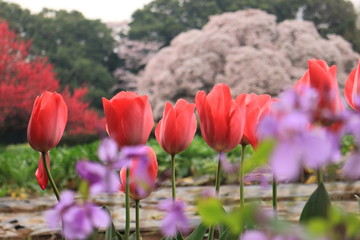 チューリップと桜