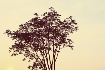 Obraz na płótnie Canvas magical sunrise with tree