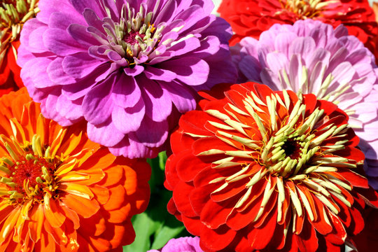 Zinnien