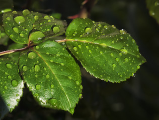 Hojas de rosal con gotas de rocio