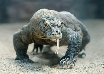 Komodo dragon © ChaoticDesignStudio