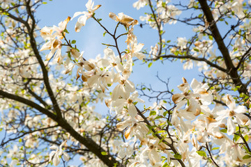 Branches of a magnolia in the garden