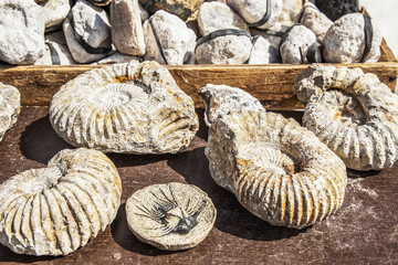 amotines fósiles en Marruecos