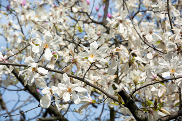 Branches of a magnolia in a garden