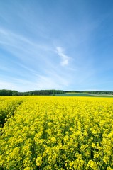 Obraz premium Blühendes Rapsfeld im Mittelgebirgsraum, Hochformat