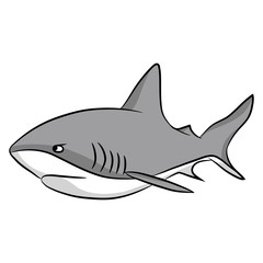 gray shark