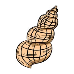 sea shell