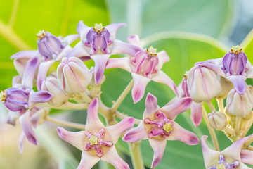 Fototapeta na wymiar Purple Crown Flower, Giant Indian Milkweed, Giant Milkweed, (Cal