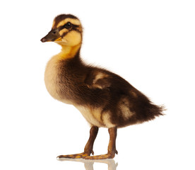 Domestic duckling