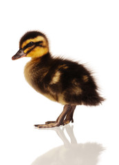 Domestic duckling
