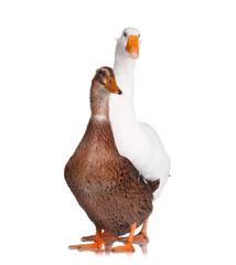 Duck and goose
