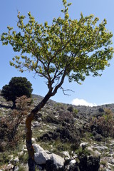 Fototapeta na wymiar A shrub in the mountain on a hill in Crete.