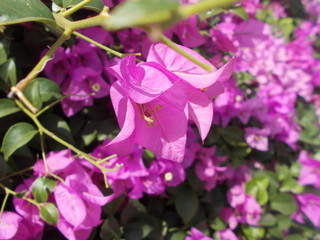 Bougainvillea or pink flower.
